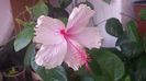 Pink Wings  23.07.2015