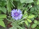 16 iulie, centaurea