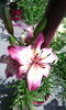 IMG_20150717_162322[1]