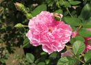 Harlow Carr