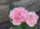 The Alnwick Rose
