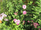 England s Rose