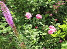 England s Rose