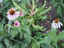 Echinacea purpurea