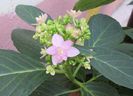 hortensia You-Me_Passion,primele flori :))