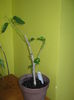 Picture My plants 4528