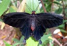 Common_rose