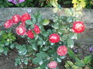 DSCF3676