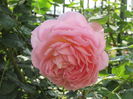 Jubilee Celebration