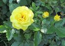 Friesia