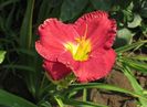 19 iulie, hemerocallis voodoo dancer
