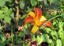 hemerocallis frans hals