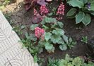 heuchera paris