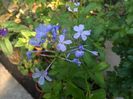 plumbago bleo