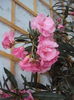 DSC01025