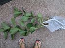 hortensia roz-a mers la Luminita 81