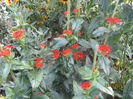 Lychnis la a doua inflorire
