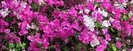 Bush-cu-flori.jpg_w260_h100_cw260_ch100