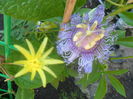 citrina si incense