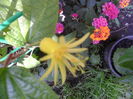 citrina