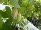 aristolochia grandiflora