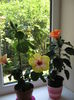 Picture My plants 4610