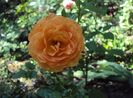 DSC03234