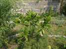 Magnolia grandiflora edith bouge
