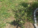 Quercus ilex sau stejarul vesnic verde