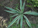 Yucca Gloriosa variegata
