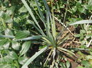 Yucca Rostrata