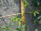 Jasminum Stephanense/ De gradina, multumesc Dianadia