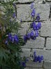 ACONITUM sau omag