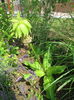 IMG_0637 eucomis bicolor
