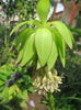 IMG_0638 eucomis bicolor