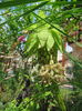 IMG_0639 eucomis bicolor