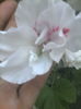 IMG_20150725_160607