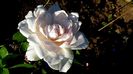 Wretham Rose (2)