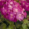 Geraniums_Pelargonium_Hortorum_Multibloom_TM_Orchid-1.medium