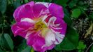 DSC09431