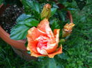 P1040096
