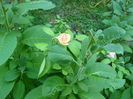 P1040152