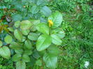 P1040154
