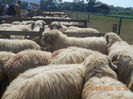 Picture 002