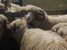 Picture 017