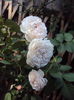 DSC03377
