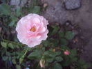 Carmen