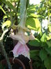 DSC04534