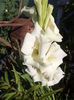 DSC04535