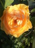 DSC04538